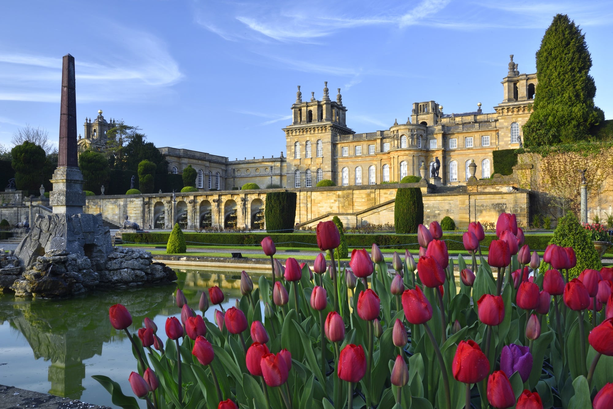 Tulips beside the Water Terraces at Blenheim Palace