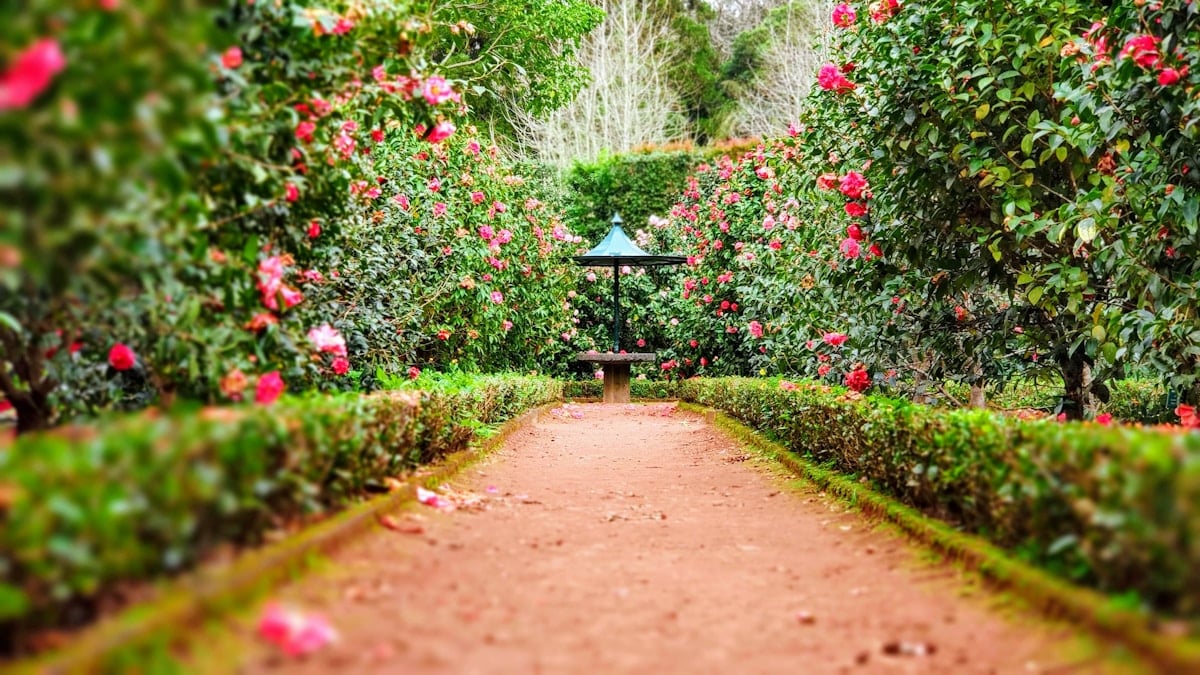 Green garden pond
