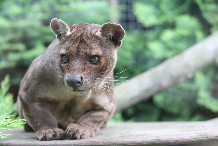 Fossa at Africa Alive zoo reserve
