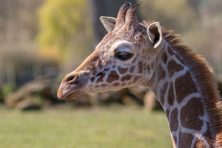Animals at Africa Alive zoo reserve