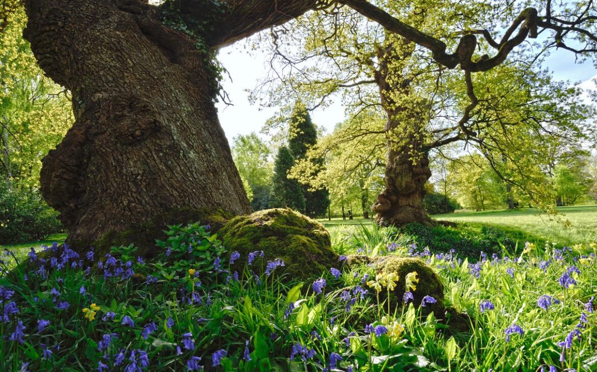 Bluebells among trees on the Blenheim Palace estate