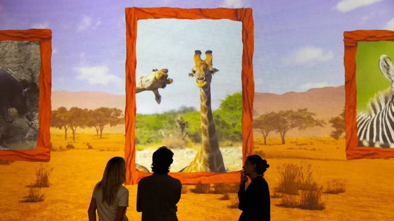 Immersive grassland wildlife projection at Frameless