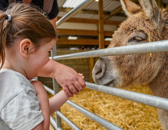 Girl with a donkey at Noah's Ark Zoo Farm