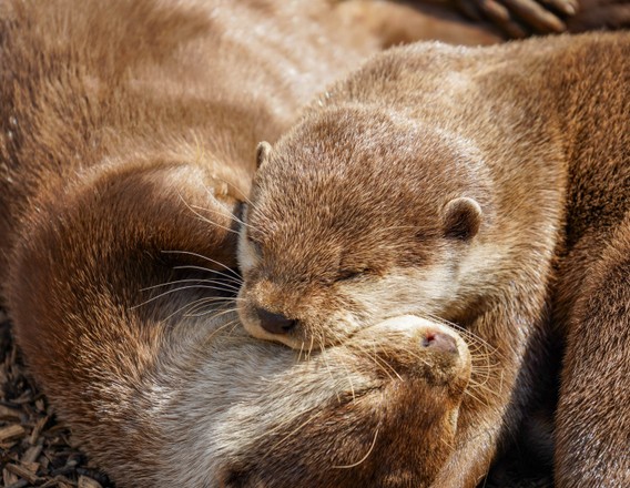 Otters cuddling at Noah's Ark Zoo Farm