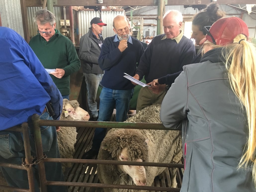 Merino Tech breeding property and sheep