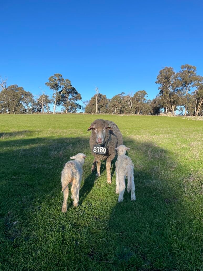 Merino flock in a rural landscape