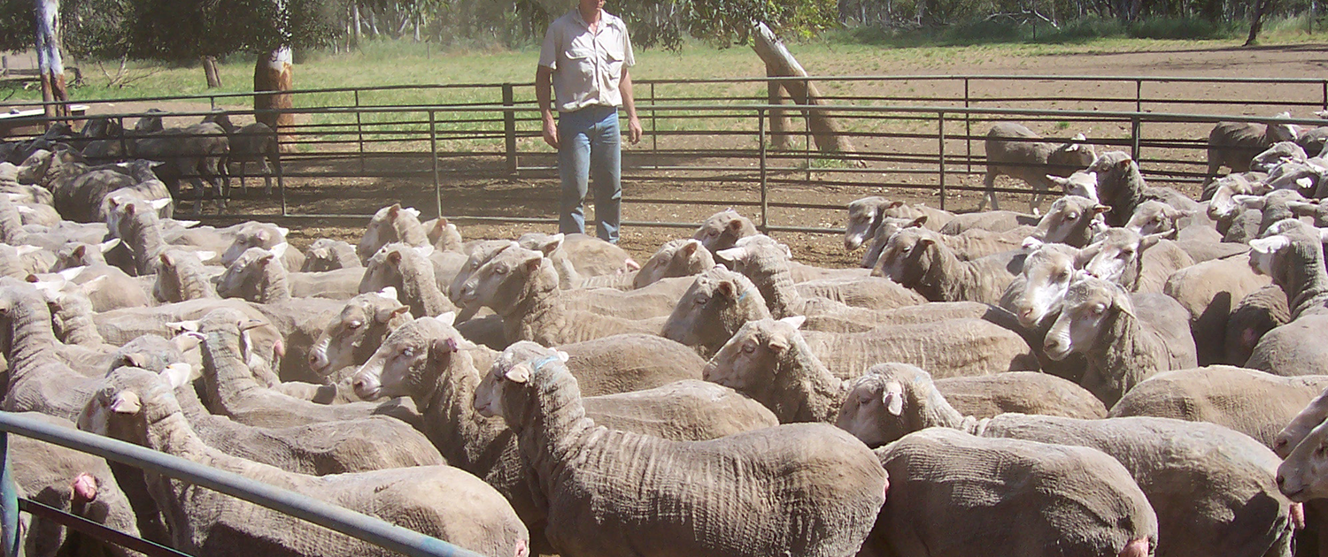 Merino rams from the Merino Tech breeding program