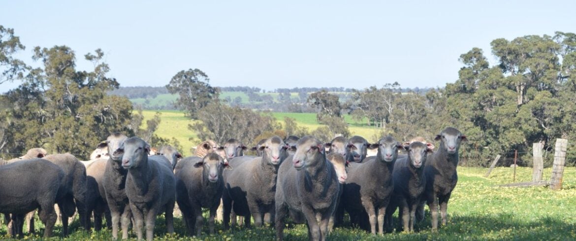 Merino Tech sheep flock in a Western Australian field