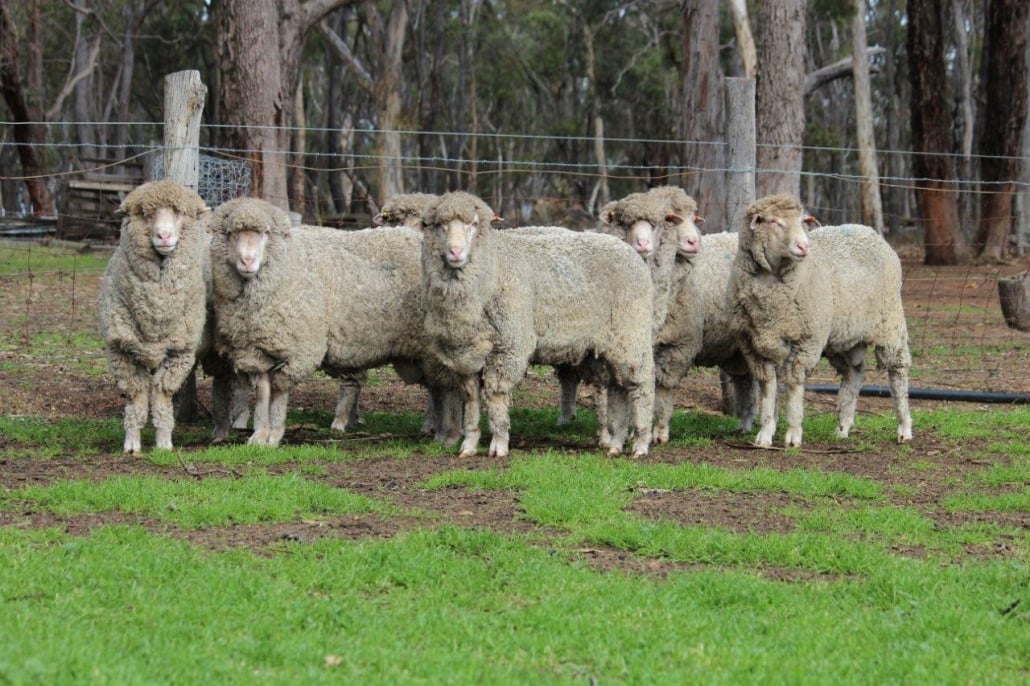 Group of woolly sheep at a Merino Tech breeding property