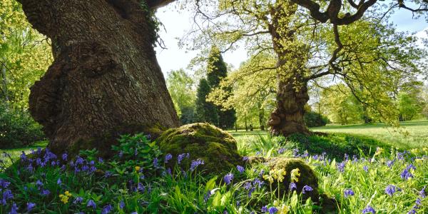 Bluebells among trees in the Blenheim Palace estate woodland
