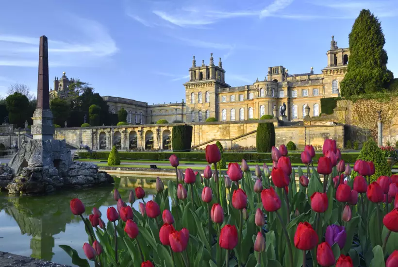 Tulips beside the water terraces at Blenheim Palace