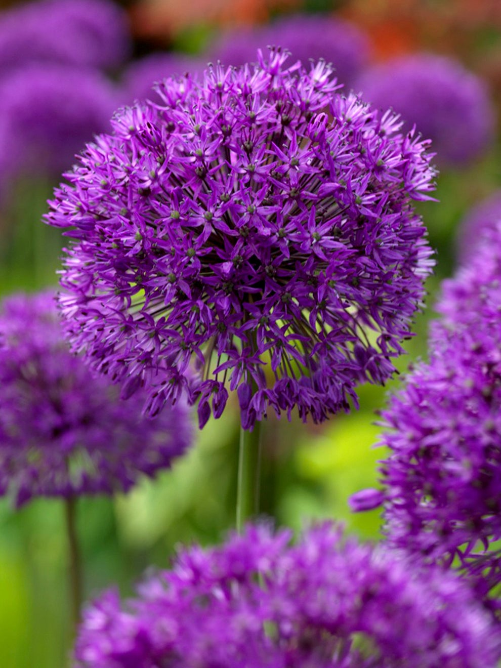 Purple Allium flowers rising above green foliage