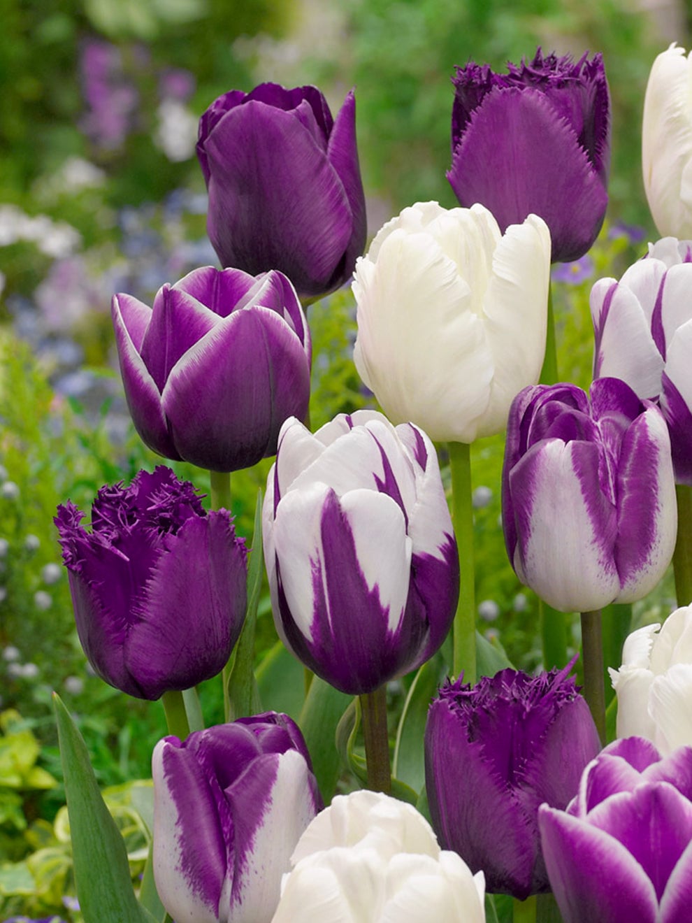 Purple and white tulips in the Blueberry Snow collection