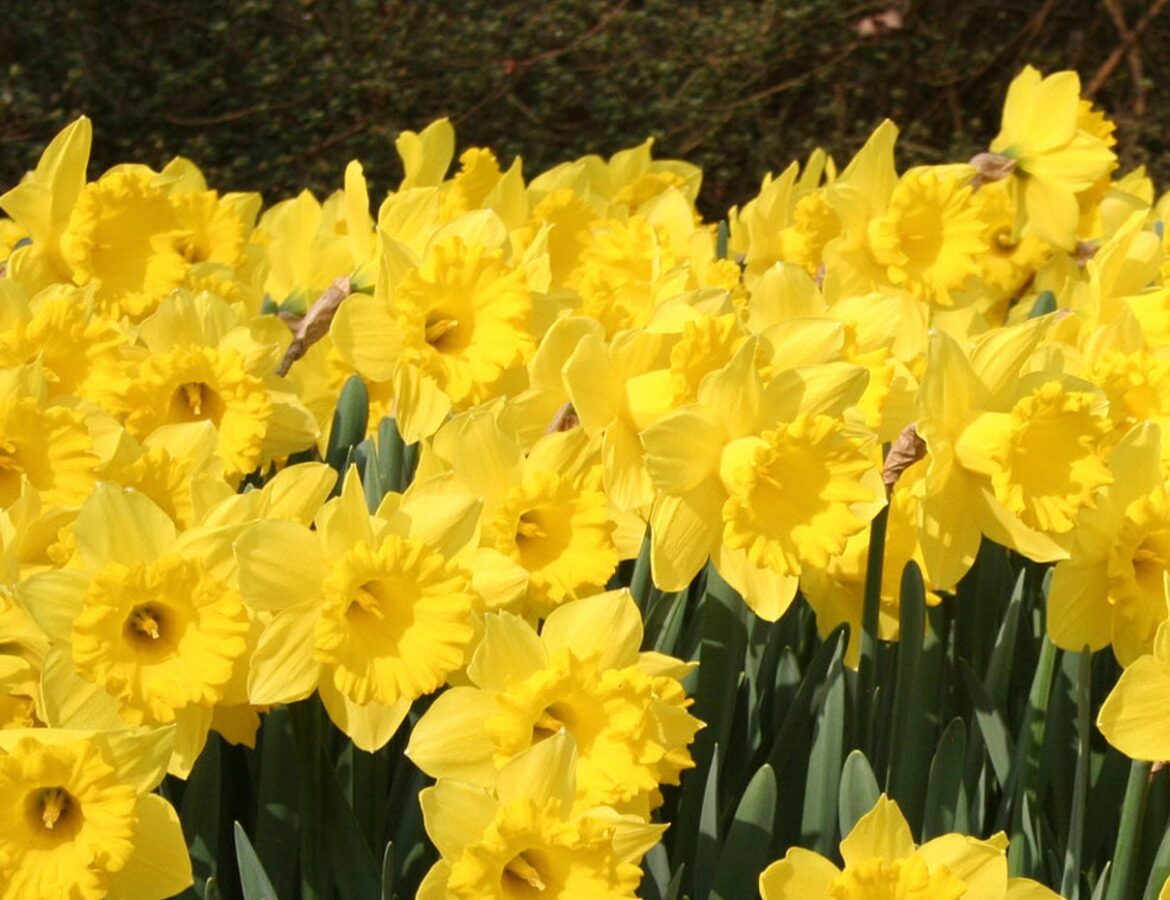 Yellow daffodils flowering together in the Eight Weeks of Daffodils collection