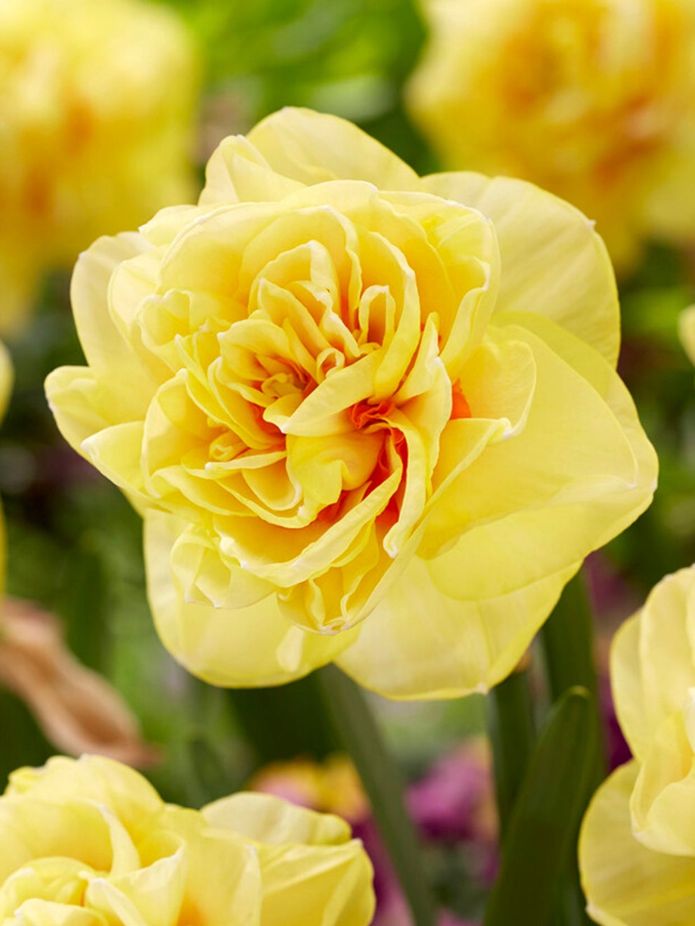 Frilled cream and yellow Daffodil English Style flower