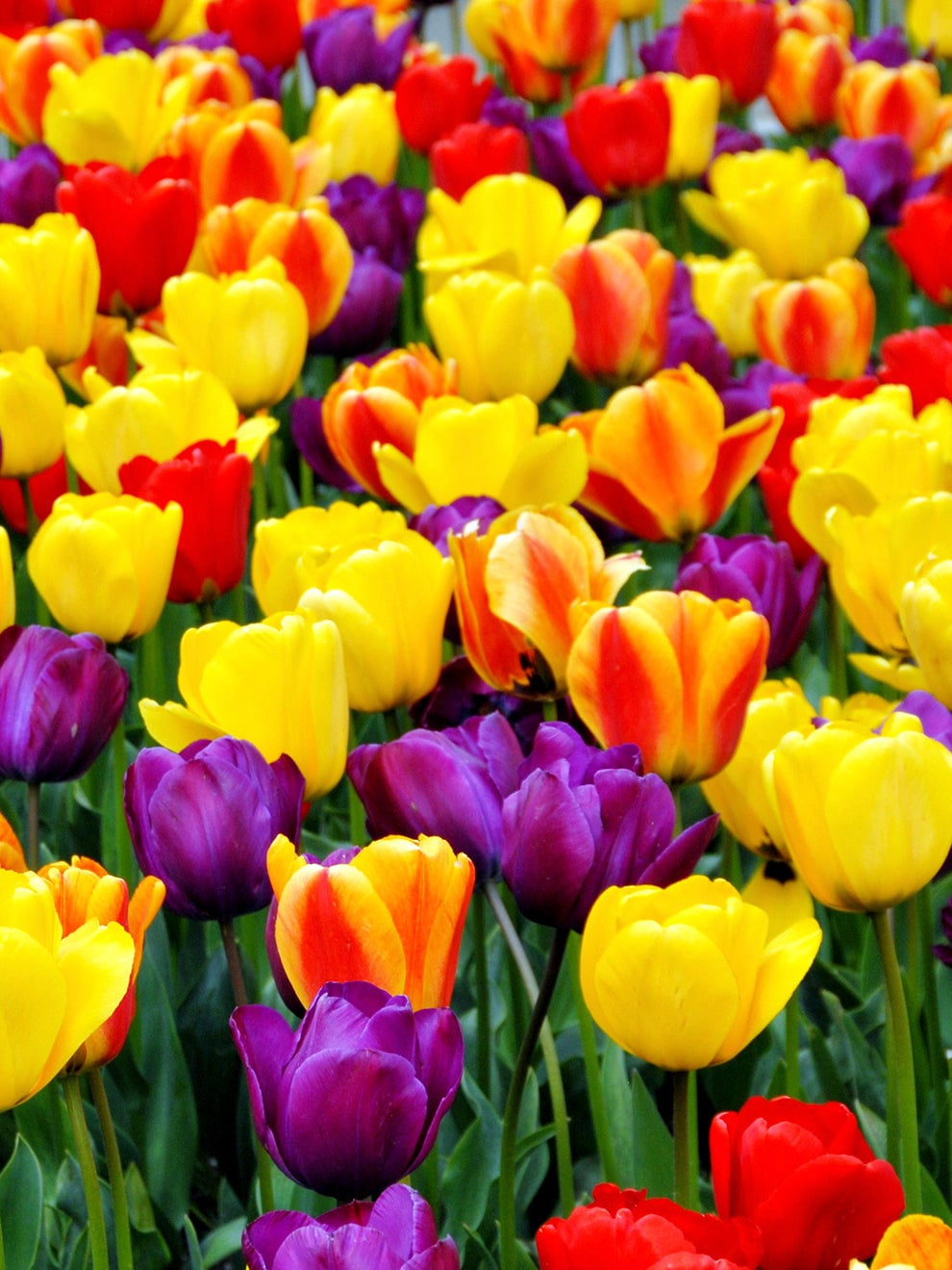 Red and yellow tulips from a Jumbo Darwin mix