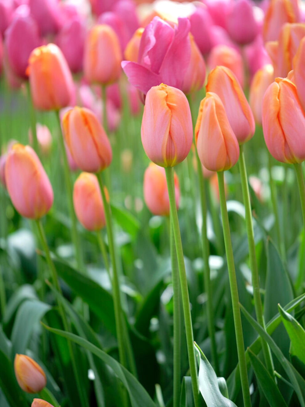 Salmon and raspberry coloured Tulip Dordogne bloom