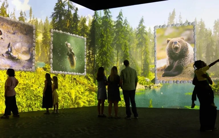Projected forest scene from The Nikon Comedy Wildlife Awards at Frameless