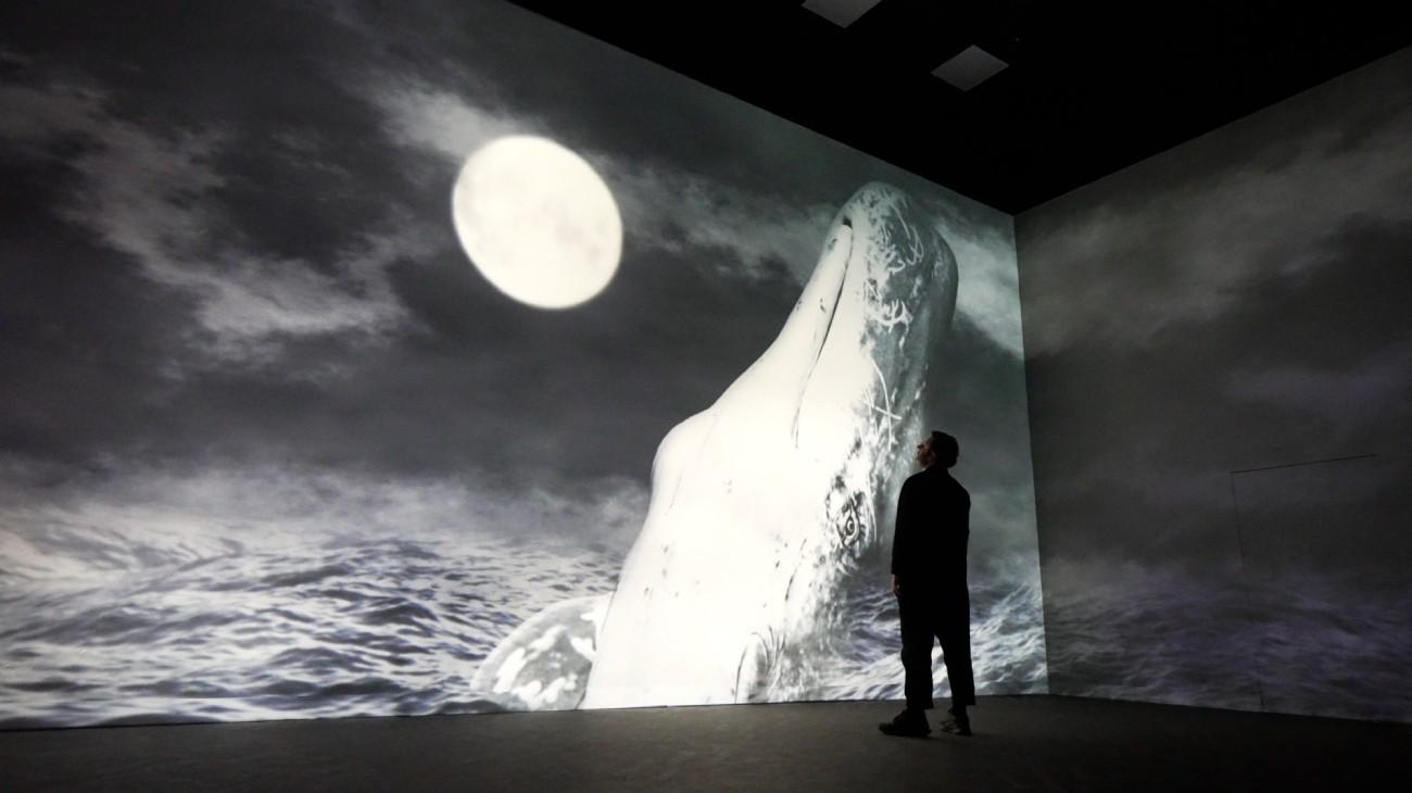 Whale imagery in a Frameless immersive gallery