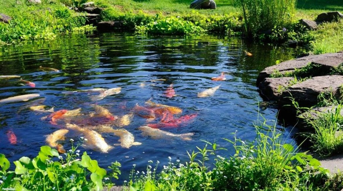 Garden pond scene from Pondkeeper